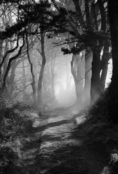 black and white photo of foggy path in the woods with trees on either side