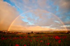 Rainbows create some of the most captivating pictures in nature photography. These photos will have you marveling at the sky’s beauty and power after a storm. Save this pin to add a splash of inspiration to your collection! Jesus Today, Creative Commons Images, Beauty Background, Grass Field, Rainbow Background, User Experience Design