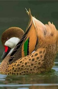 a brown and white duck floating on top of water