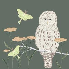 an owl is sitting on a branch with flowers and a butterfly in the sky above it