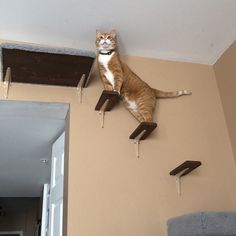 a cat sitting on top of a wooden shelf above a mirror in a living room