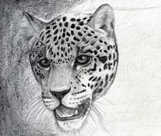 a pencil drawing of a cheetah