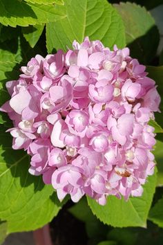 French hydrangea Flower French Hydrangea, Head Flower, Pink Or Blue, Hydrangea Flower, Hydrangea, Planting Flowers, Nativity, Pink Blue, Japan