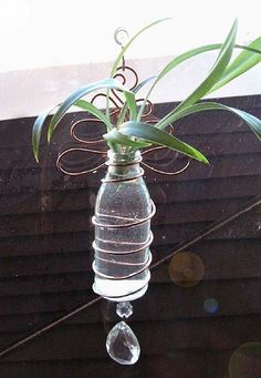 a glass vase with a plant in it