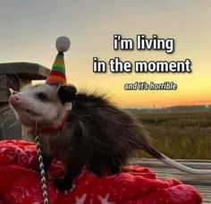 an opossh with a birthday hat on it's head and the caption, i'm living in the moment and its horrible