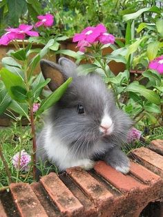 a gray and white rabbit sitting on top of a brick wall next to pink flowers