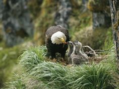 an adult bald eagle feeds its young in the grass near some trees and rocks, while another bird looks on