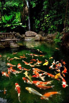 a pond filled with lots of different colored koi swimming in it's water