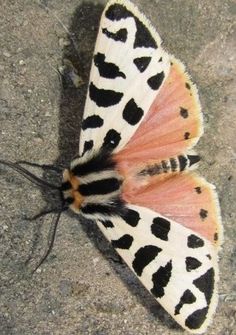 an orange and black butterfly with spots on its wings