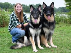 a woman kneeling down next to two german shepherd dogs on the grass with trees in the background