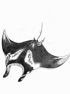 a black and white drawing of an animal's head