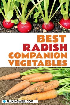 best radish companion plants with growing tips: radishes growing in a garden Companion Plants, Plants Growing, Free Chart, Growing Tips, To Grow, Herbs