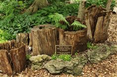 a group of tree stumps sitting in the middle of a forest filled with green plants