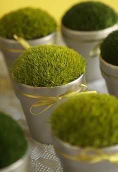 small pots filled with green moss sitting on top of a table