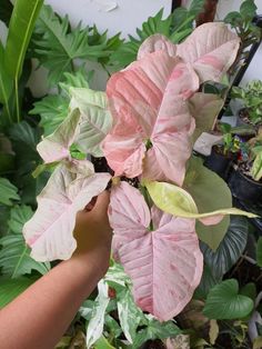 a person is holding some pink and green leaves