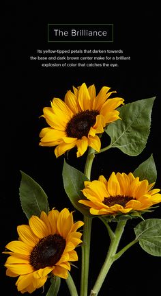 three yellow sunflowers with green leaves on a black background and the words, the brilliante