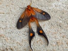 an orange and black moth sitting on the ground