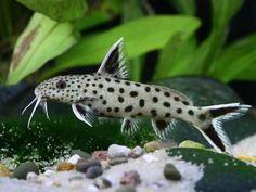 a fish that is sitting on some rocks in the water with other plants behind it