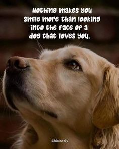 a close up of a dog's face with a quote about nothing makes you smile more than looking into the race of a dog that loves you