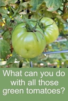 two green tomatoes hanging from a tree with the caption what can you do with all those green tomatoes?