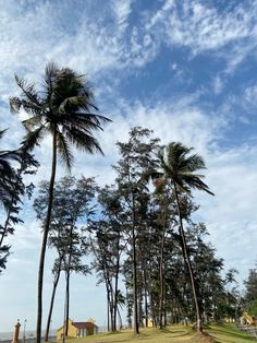 palm trees blowing in the wind on a sunny day