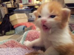 an orange and white kitten sitting on top of a blanket