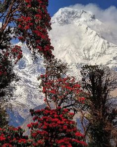 the snow covered mountain is in the distance with red flowers on it's branches