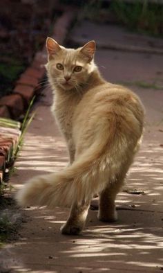 an orange cat is walking on the sidewalk