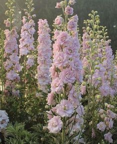 pink flowers are blooming in the garden