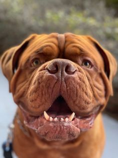 a close up of a dog with its mouth open