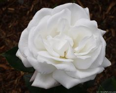 a white rose with green leaves on the ground in front of some brown mulch