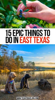 15 Epic Things to do in East Texas American National Parks, Plano Texas