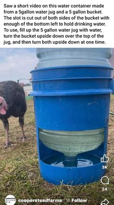 an ostrich standing next to a blue barrel with water in it's mouth