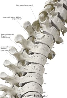 an image of the back of a skeleton