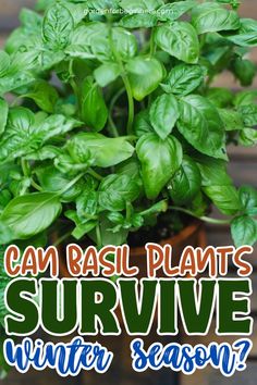 A thriving basil plant in a terracotta pot, displaying its abundant green foliage.