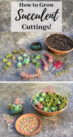 how to grow succulentt cuttings in a bowl with scissors on the ground