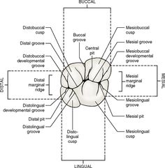 15: Molars | Pocket Dentistry Maxillary First Molar, Tooth Morphology, Teeth Anatomy, Medical Drawings, Anatomy Images