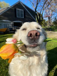 a close up of a dog with a flower in its mouth and a house in the background