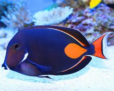 an orange and black fish is swimming in the water