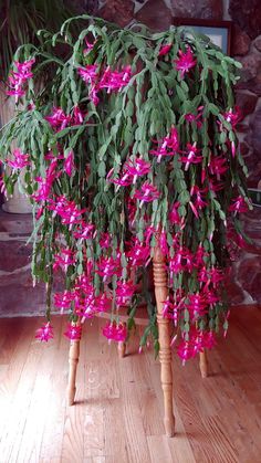 pink flowers are growing on the back of a chair