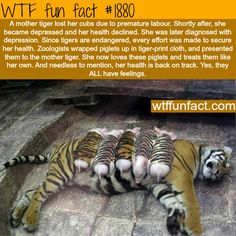 a group of tigers laying on top of each other