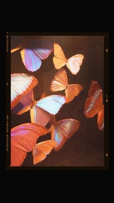 a group of orange and blue butterflies flying in the air