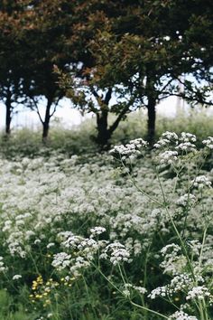 a field with white flowers and trees in the background