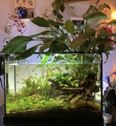 an aquarium filled with plants and water