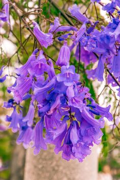 purple flowers blooming on the branches of a tree in front of a stone pillar