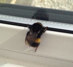 a small black and yellow bee sitting on top of a window sill