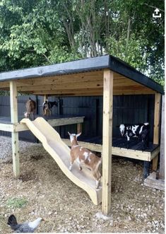 a small wooden structure with a slide in the middle and goats on the other side