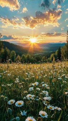 the sun is setting over a field with daisies in front of trees and mountains