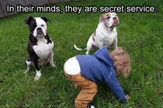 two dogs and a little boy in the grass with a quote on it that says, in their minds, they are secret service