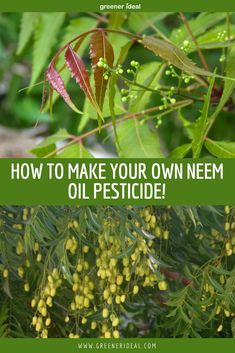 the words how to make your own nem oil pesticide on green leaves and berries